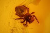 mm Fossil Spider (Araneae) In Baltic Amber #123372-1